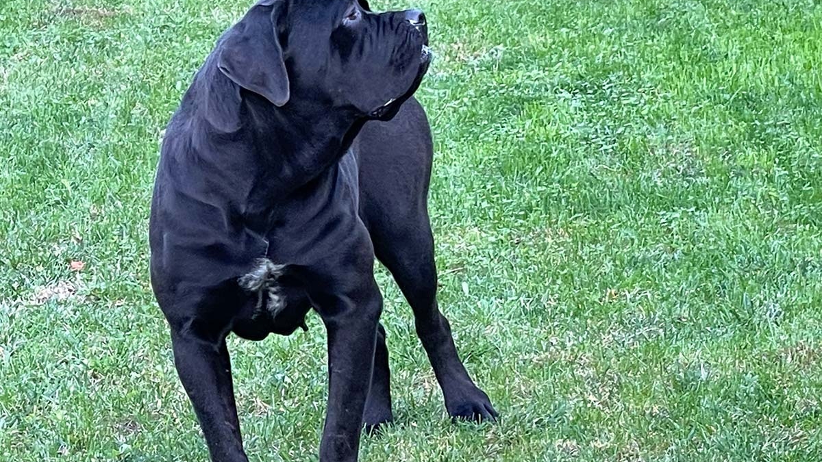 diana-cane-corso-1