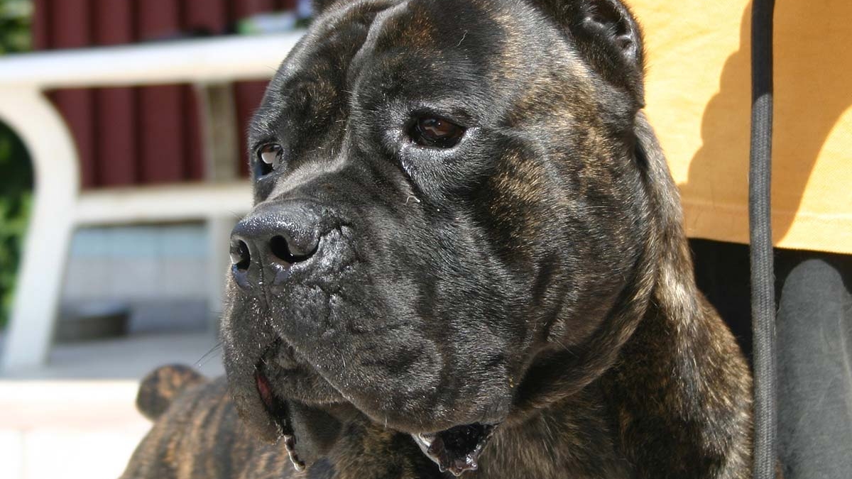 zeus-cane-corso-2