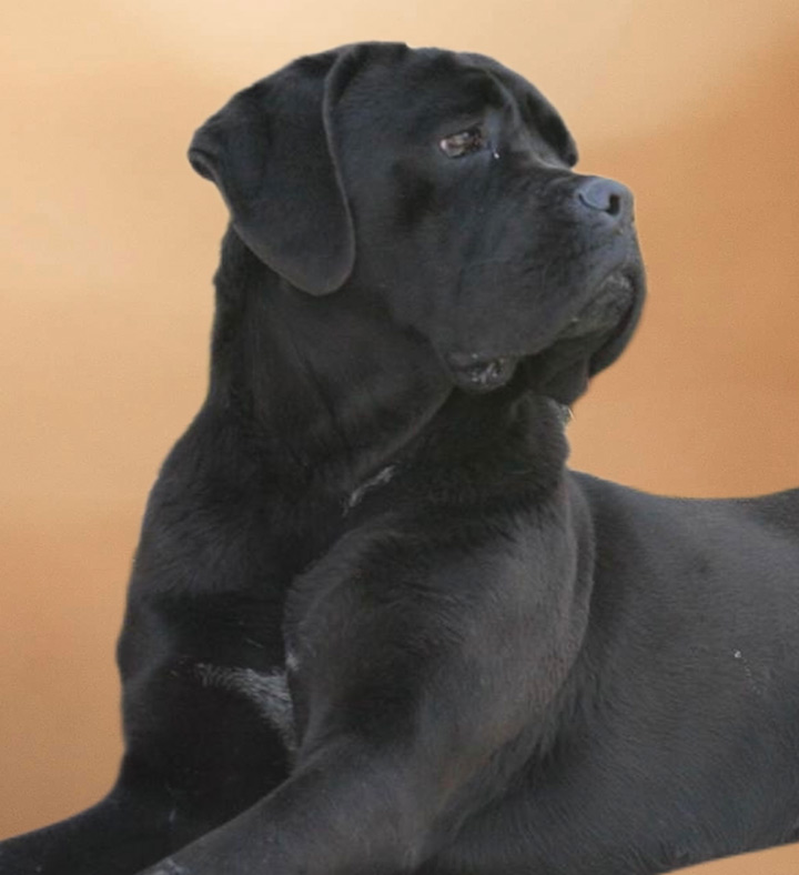 standard-cane-corso