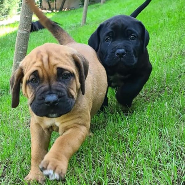 cuccioli-cane-corso